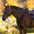 LeMieux Essence Fly Hood - Damson